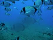 The Zenobia A World Famous Top Ten Wreck Dive