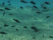 Akrotiri Fish Reserve Dive Site