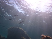 Akrotiri Fish Reserve Dive Site