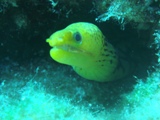 Moray Eel