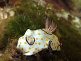 Sea Slug in The Bay At The Four Seasons Hotel